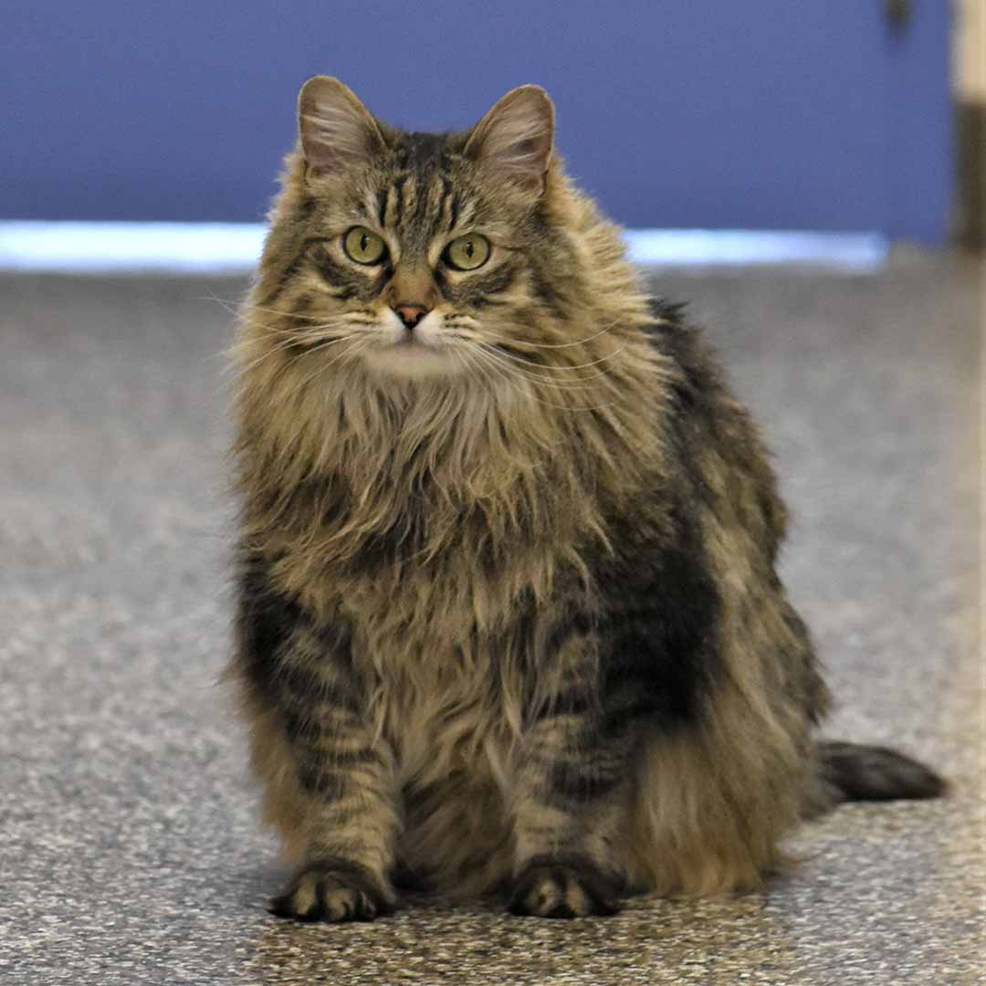 Cinderella | Office cat at Tri-State Veterinary Clinic