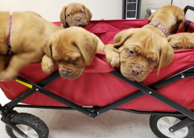 A basket of puppies.
