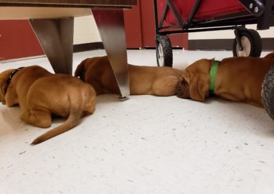 Three puppies lay on the floor.