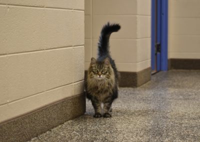 A cat roams the halls of the clinic