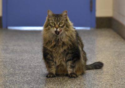 An elegant cat roaming the halls of the clinic
