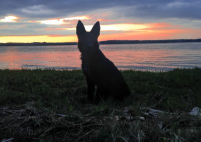 Dog sitting by the side of a lake at sundown