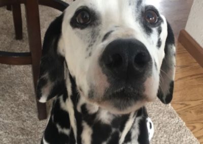 A Dalmatian looking up into the camera.
