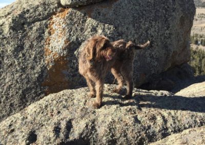 A dog standing on a large rock.