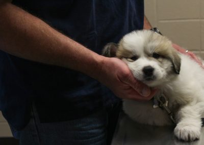 A small puppy being pet by a doctor