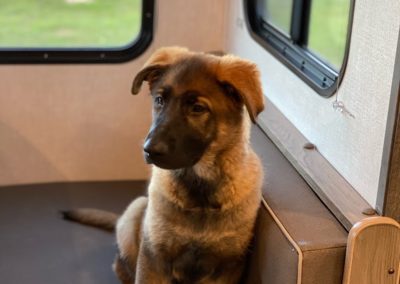 A Shepard puppy sitting on a bench