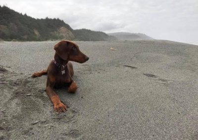 A brown dog sits on the gravel.