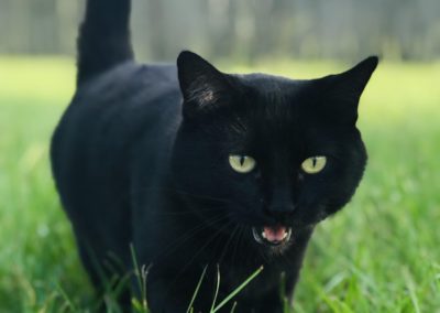 A black cat gets chatty with the camera.