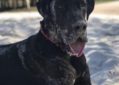 A black dog covered in sand on the beach.